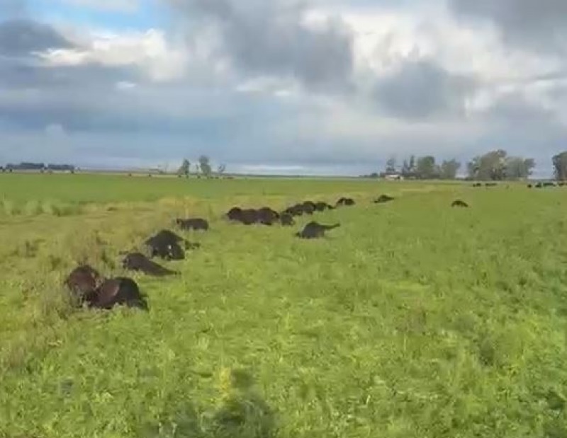 Una centella mat� 33 terneros de un productor local